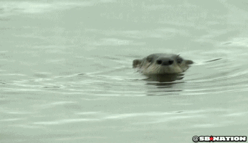 Top 50+ cadeaux loutre, les animaux les plus mignons de la terre