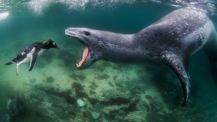 World Nature Photography Awards 2021: Behaviour - Mammals, 1. Platz, Amos Nachoum, USA. leopard seal chasing a gentoo penguin, Antarctica.