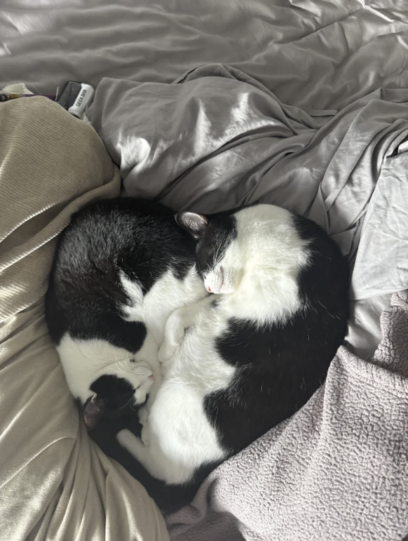 Cute News: Katzen mit Herz