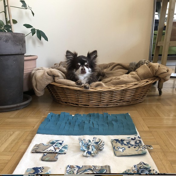 VIER PFOTEN | Bricoler pour son chien un tapis d&#039;odeur