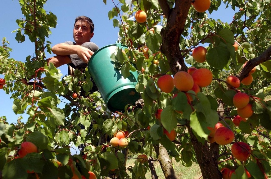 Un employe agricole cueille des abricots de la variete Luizet, qui representent le 59 pourcent de la recolte en Valais, a Sion ce vendredi 19 juillet 2002. (KEYSTONE/Andree-Noelle Pot)