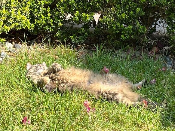 cute news tier katze

https://imgur.com/gallery/coco-is-living-her-best-life-atm-sZc2gaQ#/t/aww