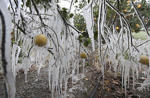 Icicles form on a citrus tree from a sprinkler system used to protect the trees from the freezing temperatures on Monday, Feb. 15, 2021 in Edinburg, Texas. A sprawling blast of winter weather across t ...