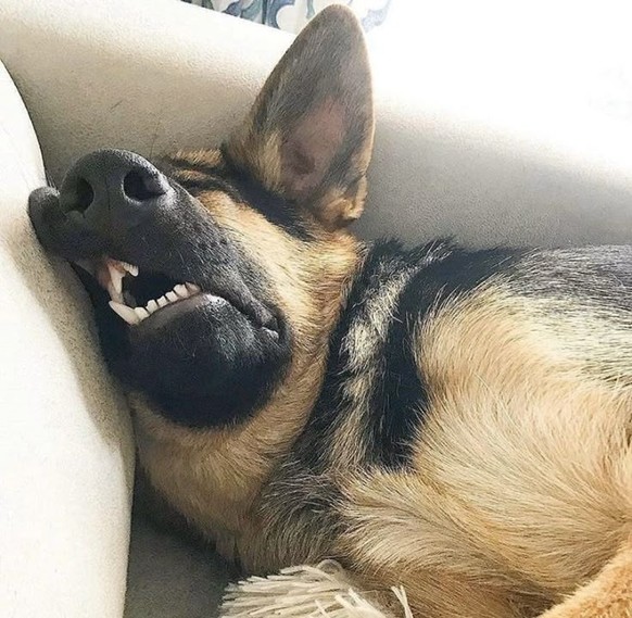 cute news tier hund

https://ch.pinterest.com/pin/1121888957208686344/