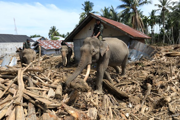 epa12577985 Officers of the Indonesian Ministry of the Environment and Forestry ride Sumatran elephants among the debris in Meureudu, Pidie Jaya, Indonesia, 08 December 2025. Four domesticated Sumatra ...