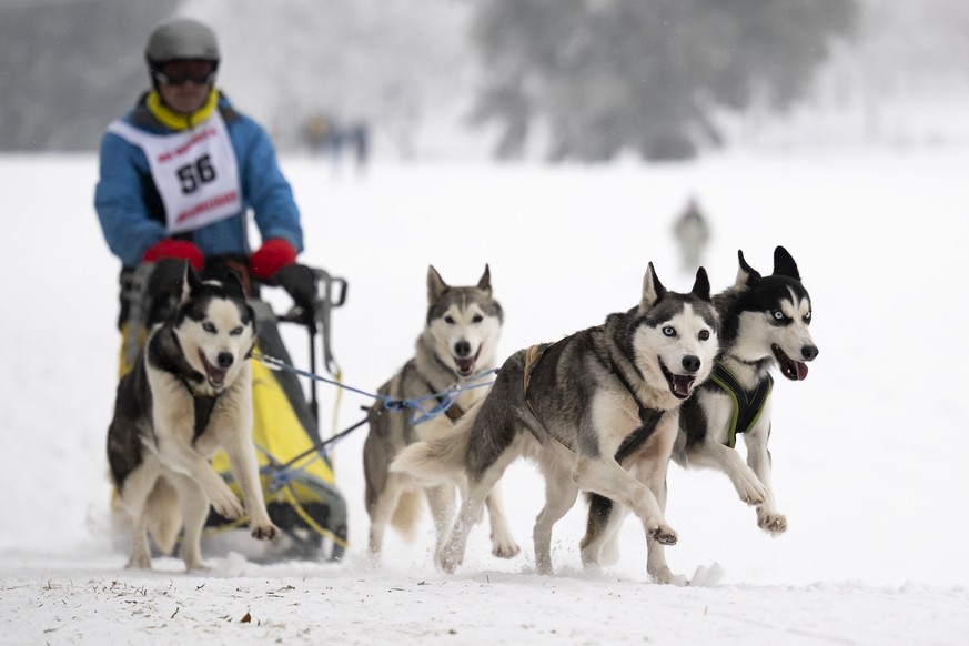 Un musher et ses chiens en action lors de la 50e édition des Courses de chiens de traîneaux et Fête du chien nordique, ce samedi 28 janvier 2023 à Saignelégier dans le canton du Jura.