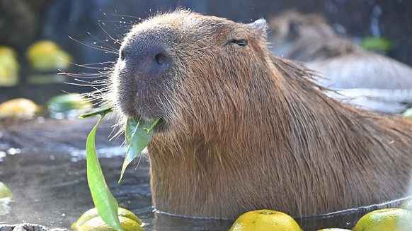 cute news tier capybara

https://imgur.com/t/capybara/DdQTq10