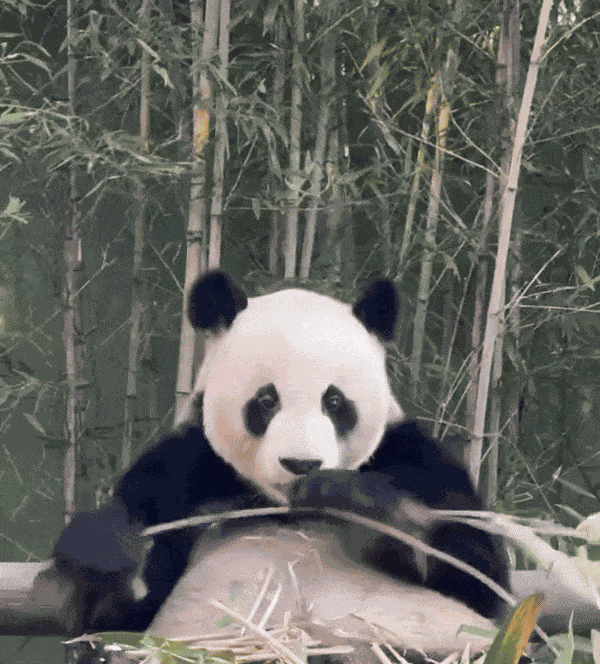 GIF animé