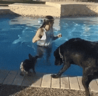 GIF animé