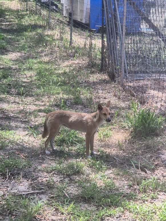 corinas bilder australien cute news