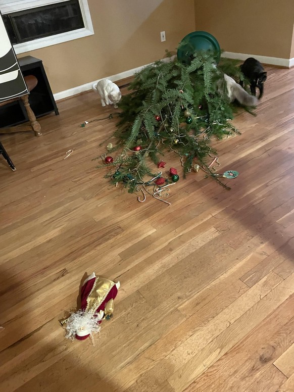 cute news tier katze weihnachtsbaum

https://www.reddit.com/r/catsandchristmastrees/comments/1ol4kuz/too_early_to_report_an_xmas_crime/
