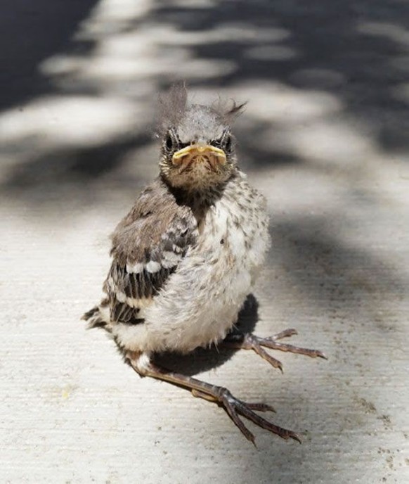 cute news tier vogel

https://ch.pinterest.com/pin/366621225934272267/