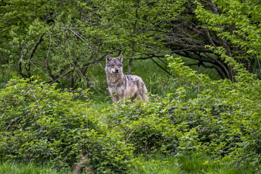 Le loup cause actuellement bien des soucis aux Danois (photo d'illustration).
