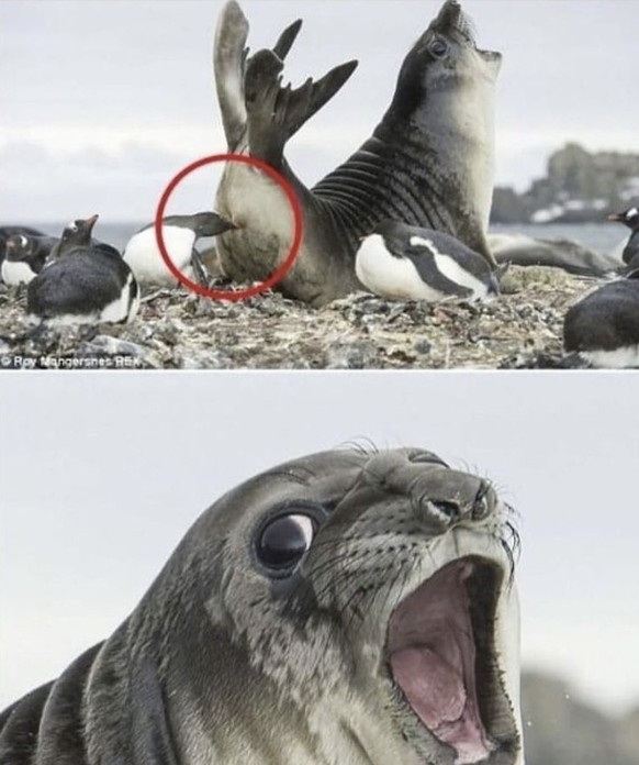 Die lustigsten Fails der Woche