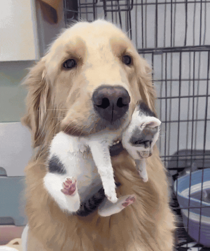GIF animé