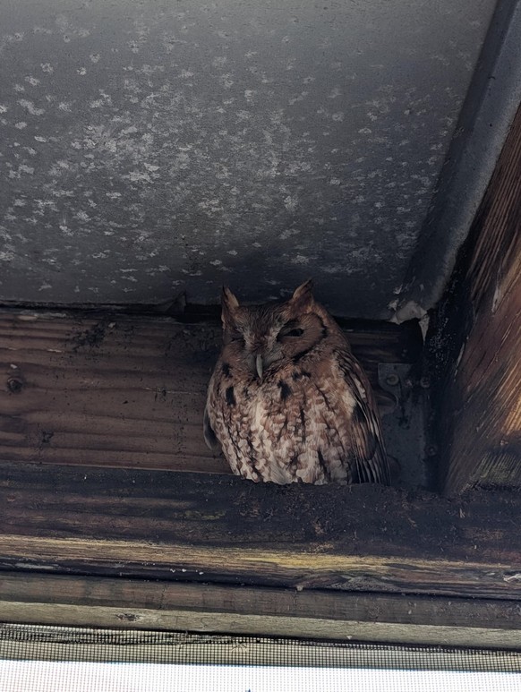 cute news tier eule

https://www.reddit.com/r/Superbowl/comments/1qyn2v7/we_found_this_little_guy_in_our_porch/