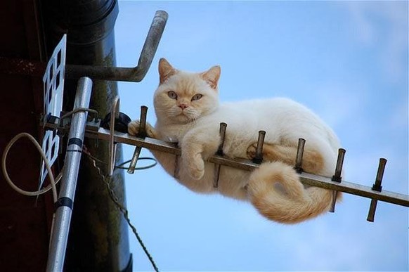 cute news katze cat animal tier

https://www.reddit.com/r/CatsBeingCats/comments/t4husm/repair_cat_is_not_amused/