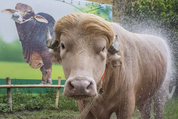 Crowds gather to see albino buffalo nicknamed Donald Trump ahead of Eid al-Adha in Bangladesh NARAYANGANJ, BANGLADESH - MAY 23: An albino buffalo nicknamed Donald Trump is seen at a cattle farm ahead  ...