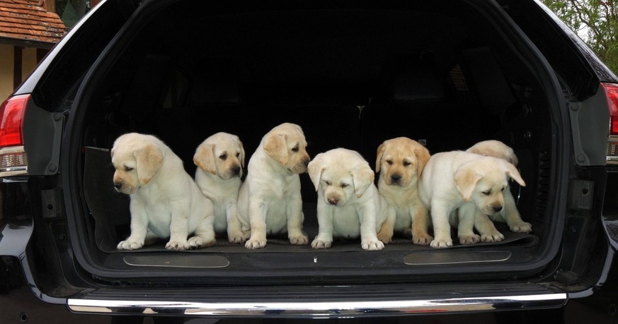 Les acheteurs peuvent difficilement résister.