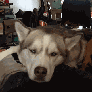 GIF animé