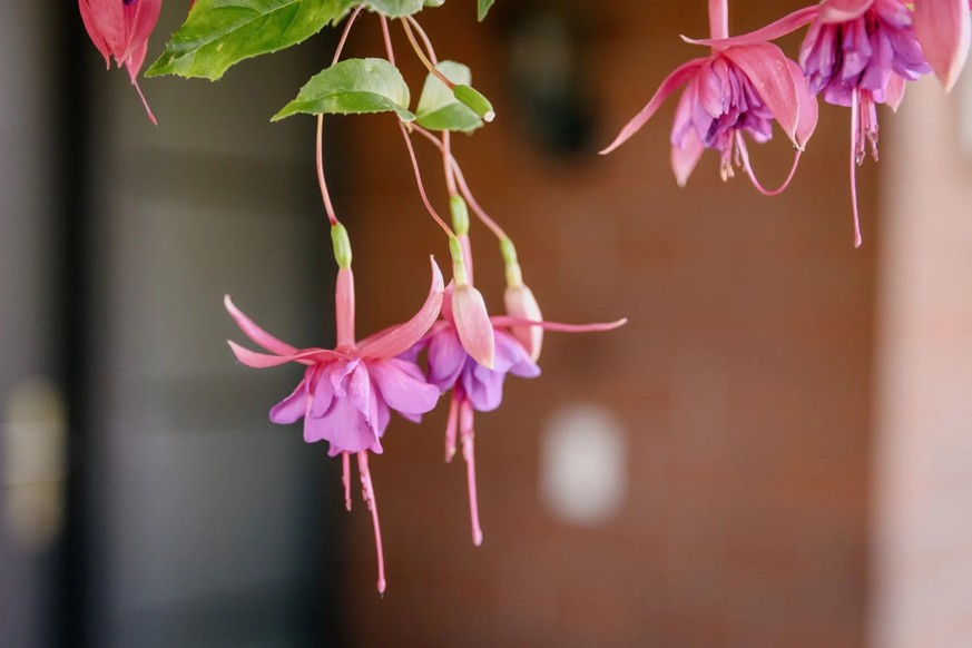 Des fuchsias couleur rose-orangé.