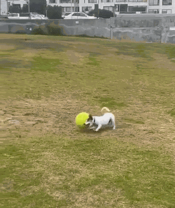 GIF animé