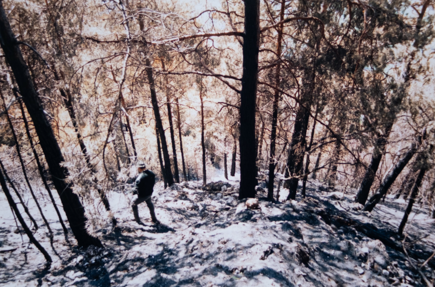 Le Bois de la Glaive, dans les hauts d'Ollon (VD), a brûlé en 1997. Le résultat était désastreux.
