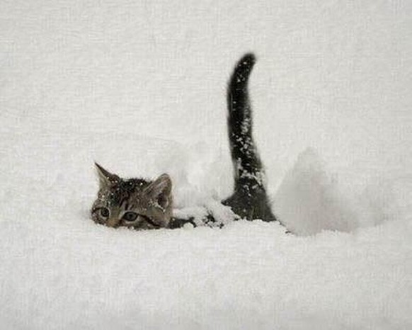 cute news tier katze

https://www.reddit.com/r/CatsBeingCats/comments/1gfgjdm/the_infamous_snowplower/