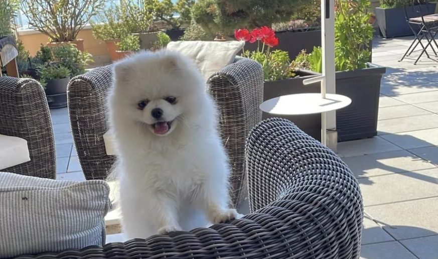 Milo, un adorable loulou de Poméranie, a été assassiné par des congénères.