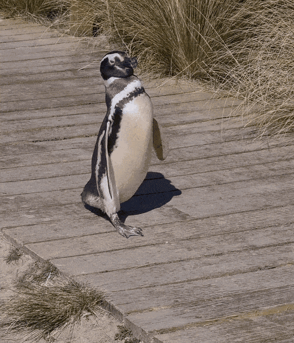 GIF animé