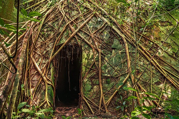 World Nature Photography Awards 2021: Plants and Fungi, 1. Platz, Gautam Kamat Bambolkar, US. Abandoned house, Goa, India.