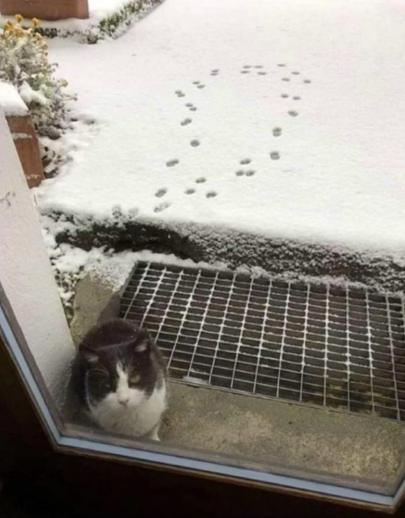 Kalt und Schnee: Katze will nicht raus