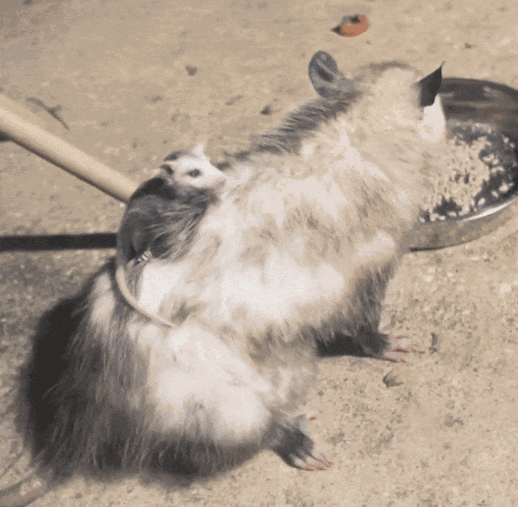 GIF animé