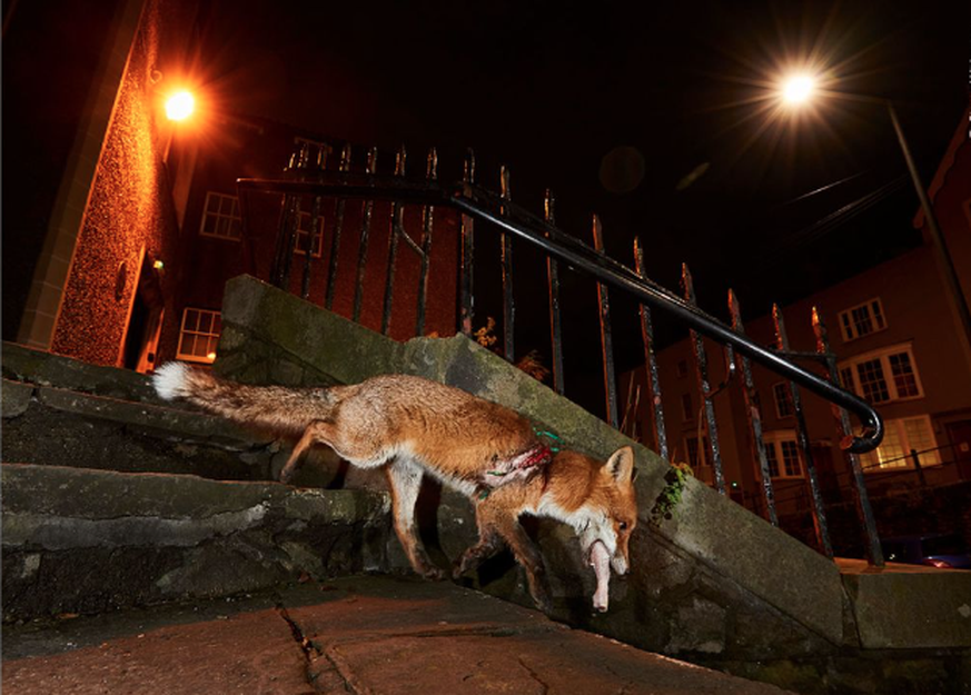 Wildlife Photographer of the Year People’s Choice Award, Fuchs