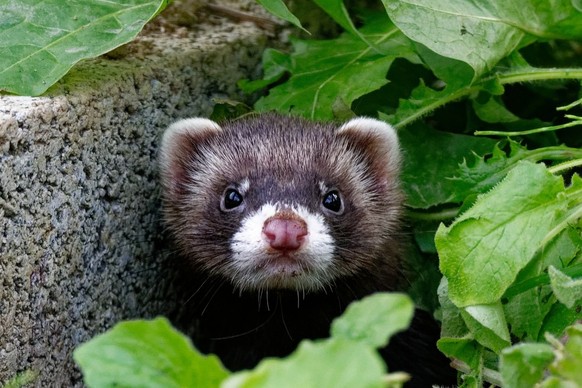 cute news tier iltis
European Polecat (Mustela putorius) Juvenile Outdoors wachsam und fokussiert aussehen
tier des jahres 2024
