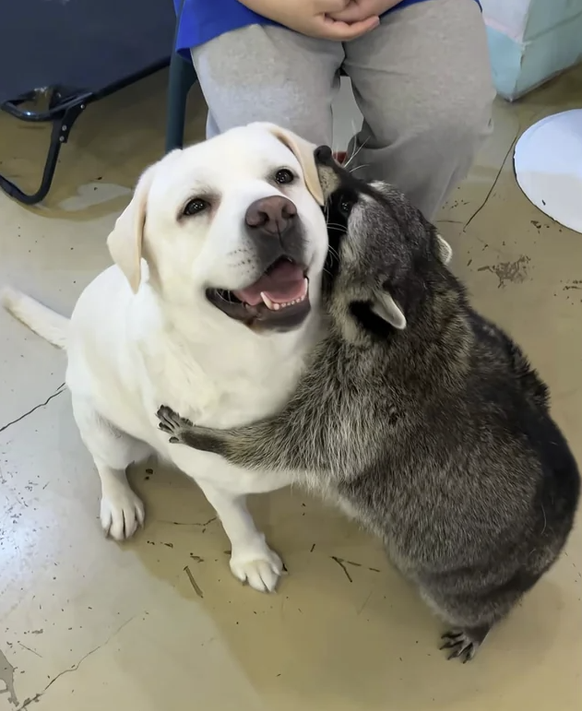 Cute News: Hund und Waschbär sind beste Freunde