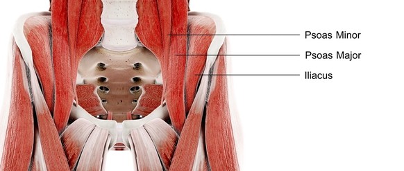 Le psoas iliaque relie la colonne vertébrale aux jambes. Il remplit différentes fonctions: fléchissement de la hanche, stabilisation du bassin et de la colonne vertébrale.