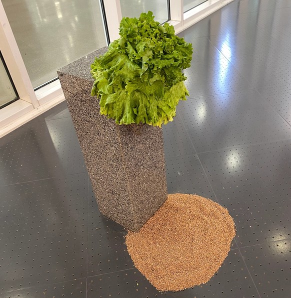 Une autre œuvre de Maurizio Cattelan, cette fois avec une salade.