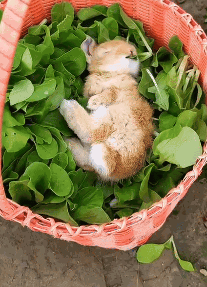 GIF animé