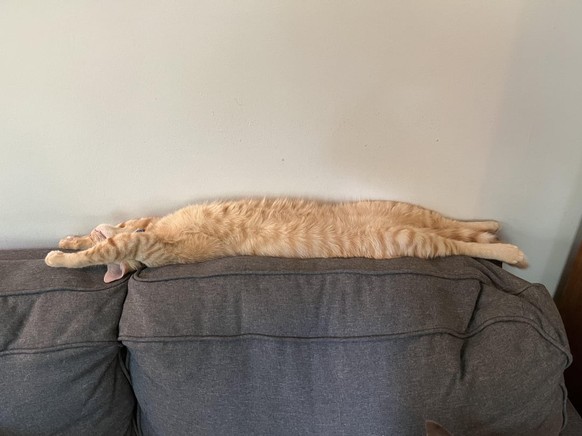 cute news tier katze

https://www.reddit.com/r/orangecats/comments/1lywrgu/carrot_fell_asleep_like_this/#lightbox