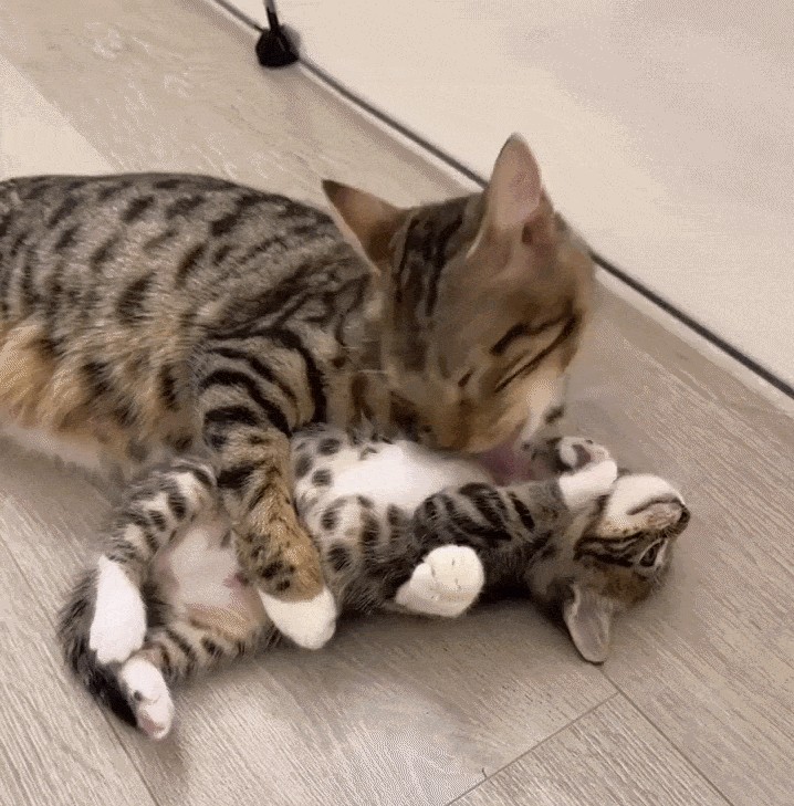 GIF animé
