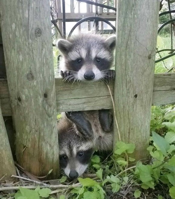 cute news animal tier trashpanda raccoon waschbär

https://imgur.com/t/aww/w9cN3IL