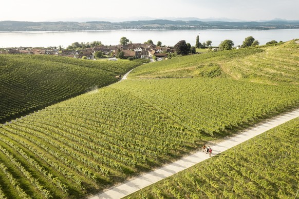 Drohnenaufnahme von oben auf die Weinberge, mit Sicht auf den Murtensee im Hintergrund, die drei Freunde laufen zwischen den Weinbergen entlang.