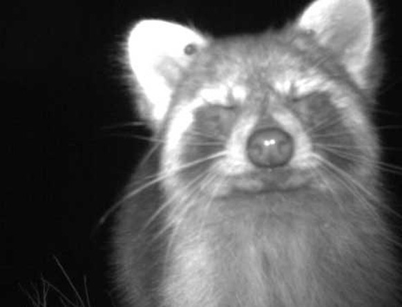 Cute News: Wildtierkamera