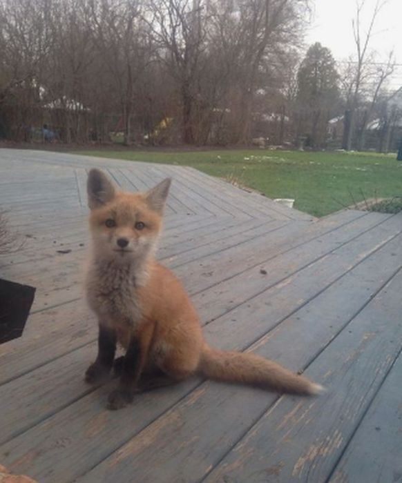 cute news tier fuchs

https://www.reddit.com/r/foxes/comments/143d9bl/one_of_my_new_neighbors/