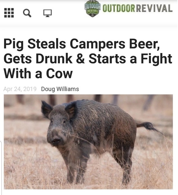 Schwein betrunken lustige Schlagzeile