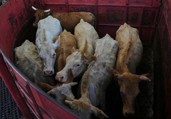 FILE - Cows stand fenced in before getting displayed at a cattle auction in Hermosillo, Sonora state, Mexico, July 29, 2025, while the U.S. border is closed to Mexican cattle imports over screwworm co ...