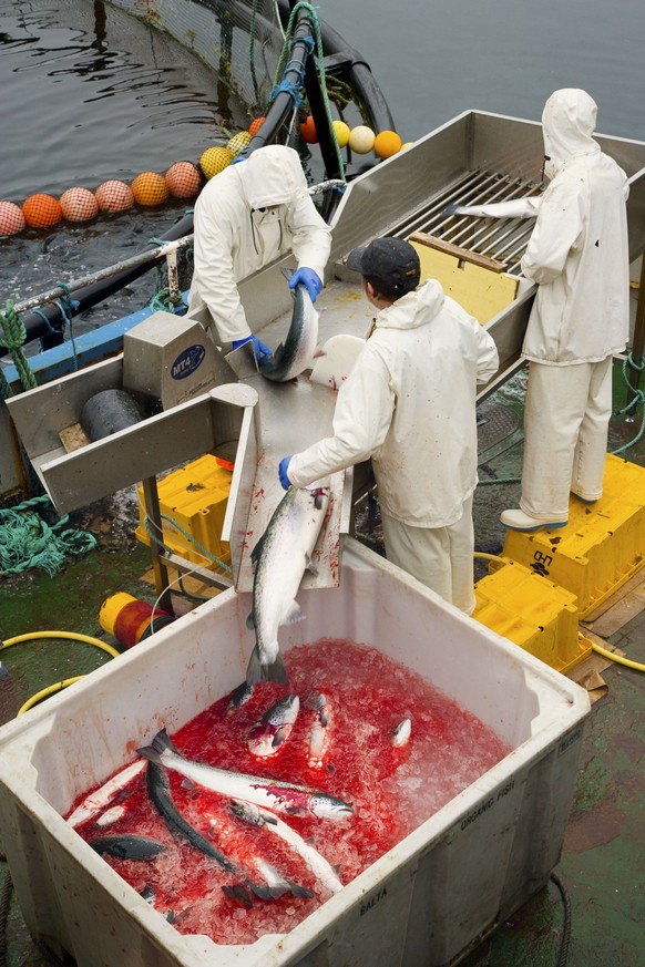 Norwegian Salmon cultivation, Unst Island. Shetland Islands, Scotland, UK