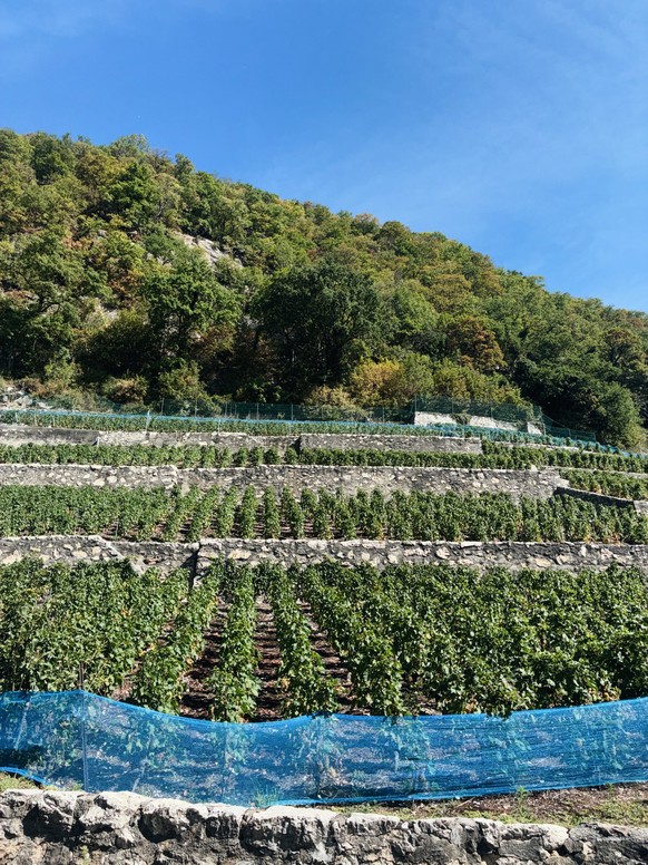 Le Clos du Rocher, à Yvorne dans le Chablais vaudois, a une histoire assez spectaculaire: son terroir est indirectement né d’une catastrophe naturelle.