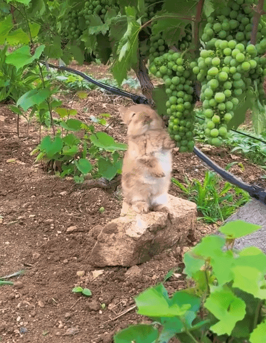 GIF animé